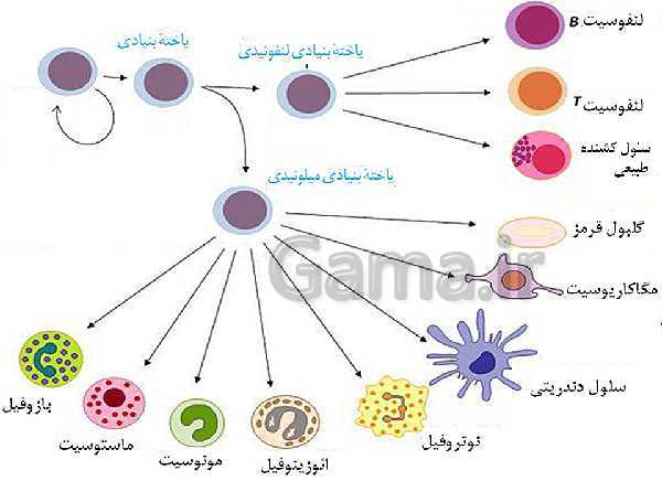 پاورپوینت فصل پنجم زیست شناسی 2 یازدهم تجربی ( ایمنی )
