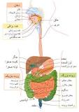 پاورپوینت دستگاه گوارش در بدن انسان